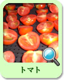 乾燥見本トマト