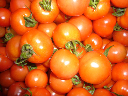 福岡県朝倉市　トマト生産